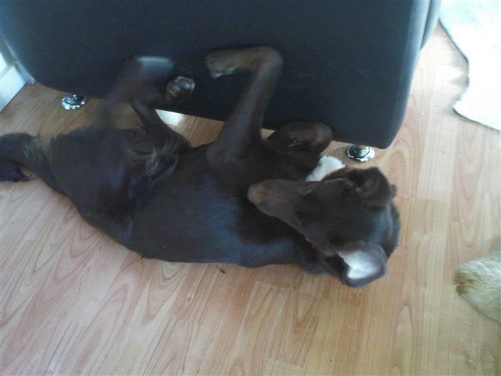 Blanding af racer Jawa - Ligger jeg mærkeligt? Nej da... billede 3