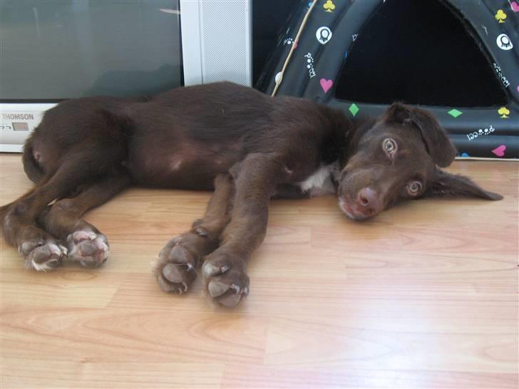 Blanding af racer Jawa - Man blir nu lidt træt når man skal vænne sig til alle de nye indtryk... billede 4