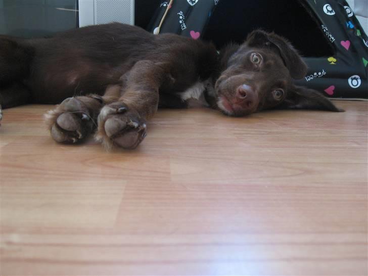 Blanding af racer Jawa billede 5