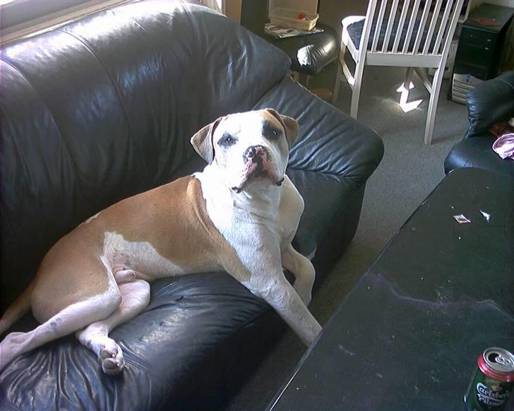 Amerikansk bulldog Kenzo billede 20