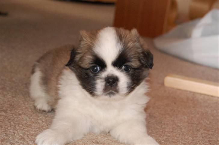 Tibetansk spaniel Asya billede 1