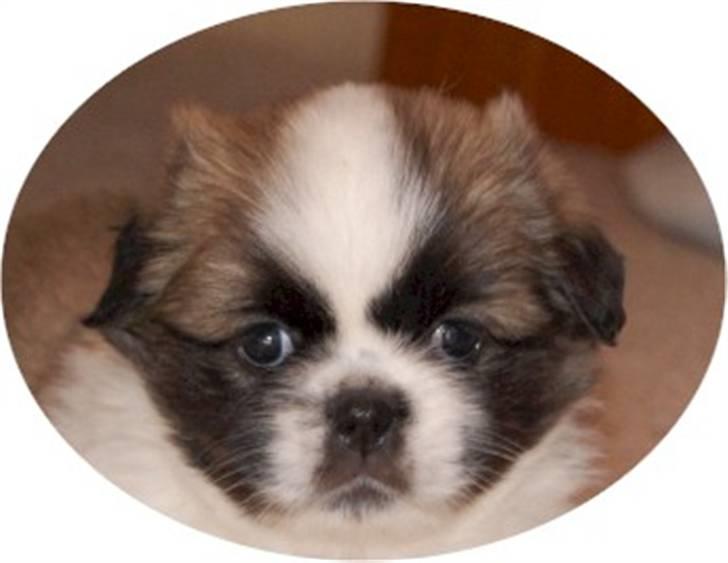 Tibetansk spaniel Asya billede 2