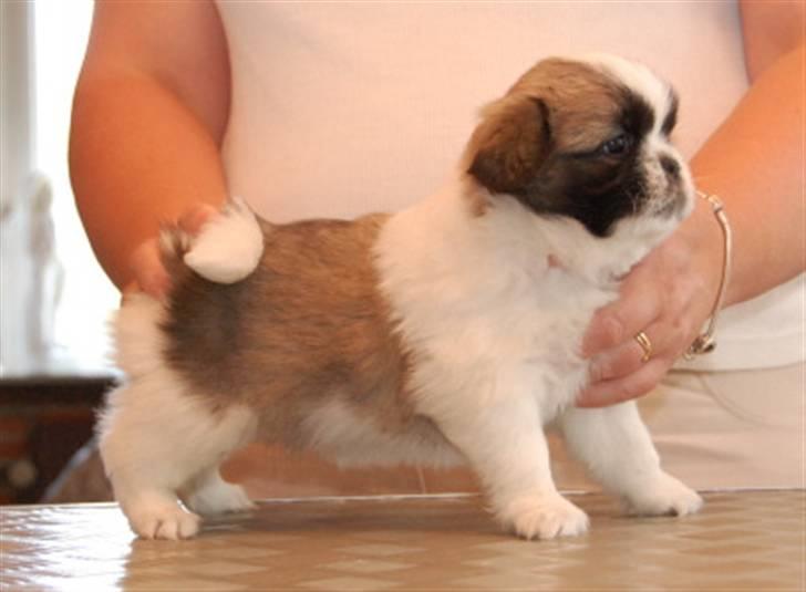 Tibetansk spaniel Asya billede 3