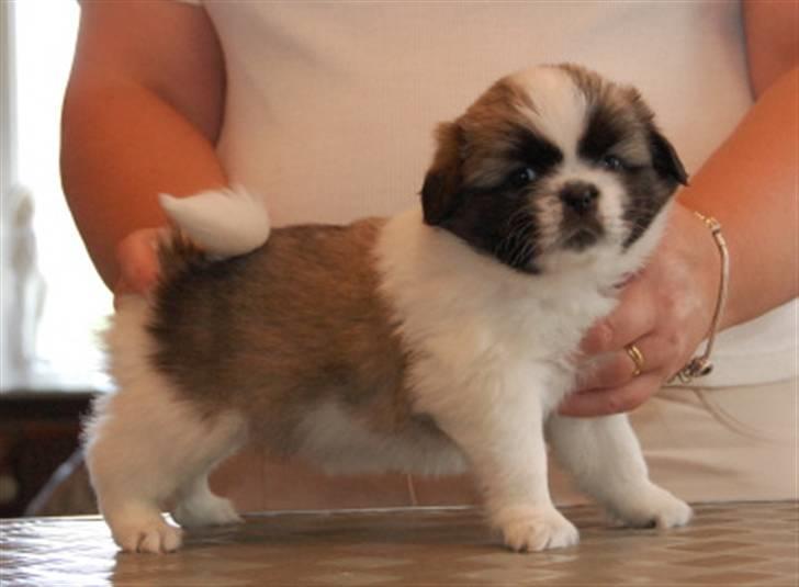 Tibetansk spaniel Asya billede 4