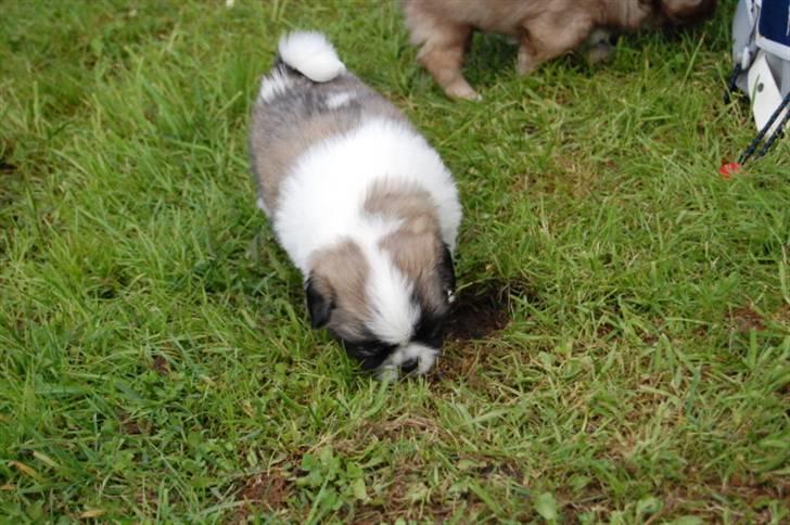 Tibetansk spaniel Asya billede 5