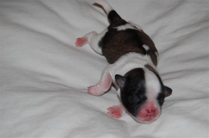 Tibetansk spaniel Asya billede 6