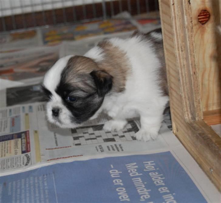 Tibetansk spaniel Asya billede 7