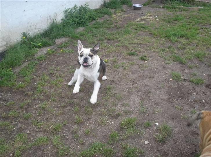 Engelsk bulldog safina billede 7