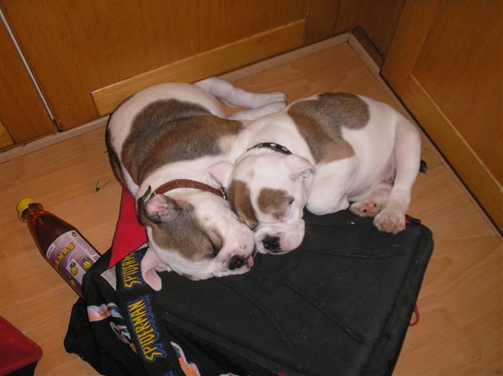 Engelsk bulldog safina billede 8