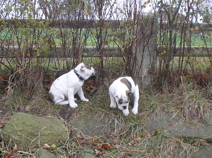 Engelsk bulldog safina billede 9