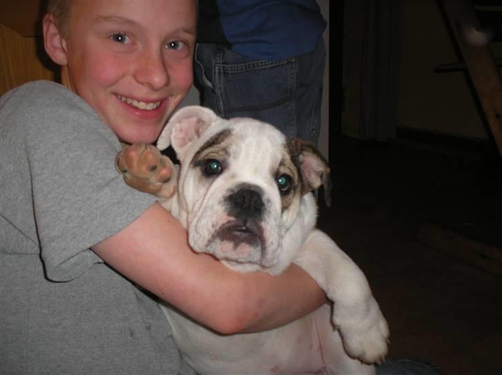 Engelsk bulldog safina billede 10