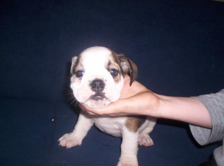 Engelsk bulldog safina billede 11