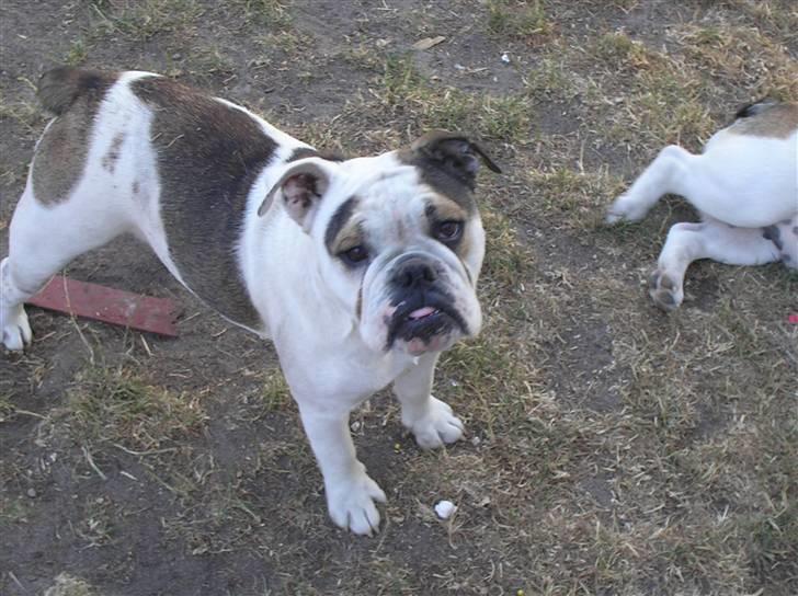 Engelsk bulldog safina billede 12