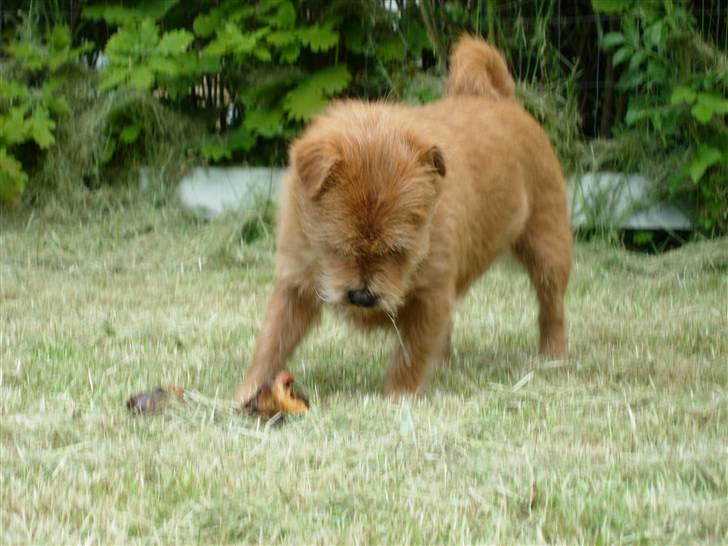 Blanding af racer Møffe  - Wauw et kødben uhmmm billede 9