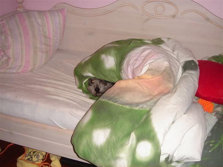 Dværgpuddel Holger - Find Holger :P billede 8