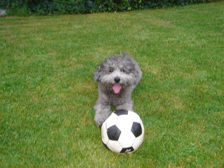Dværgpuddel Holger - Holger spiller fodboldt  billede 9