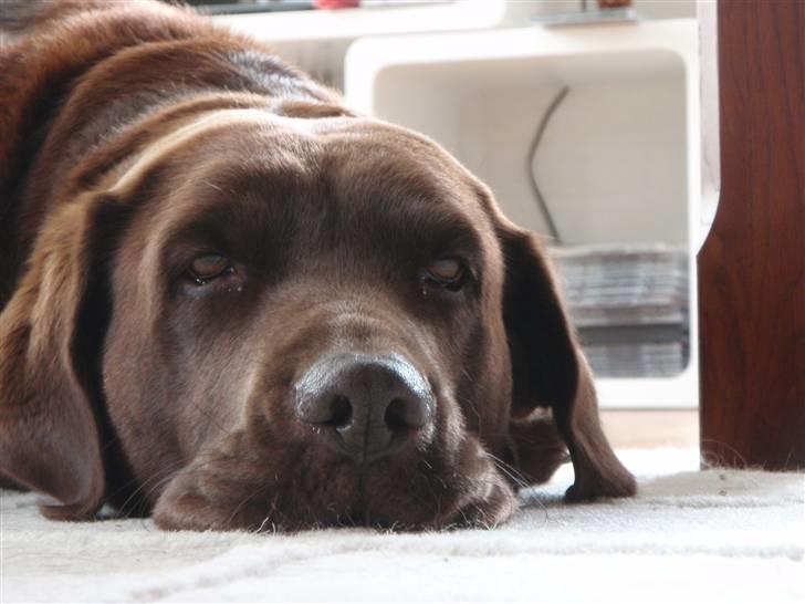 Labrador retriever Bella <3 billede 5