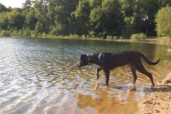 Blanding af racer Buddy billede 17