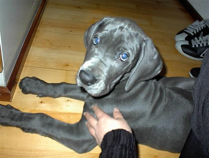 Grand danois Balou - balou ca. 3 mdr. billede 9