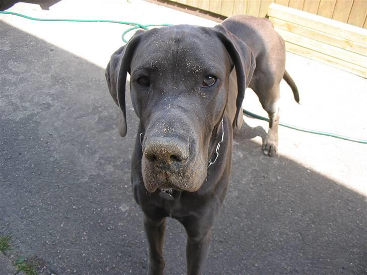 Grand danois Balou - Se mig... jeg har grus i hele hovedet... billede 10