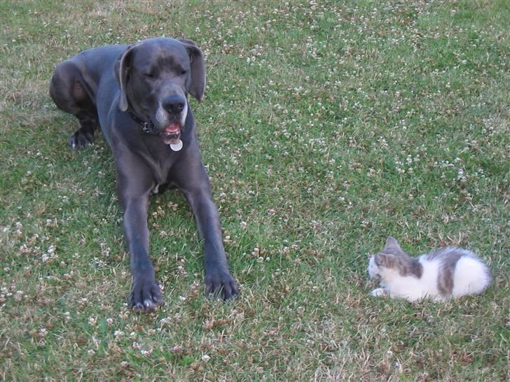 Grand danois Balou - Hygge i haven sammen med vores kattekilling billede 11