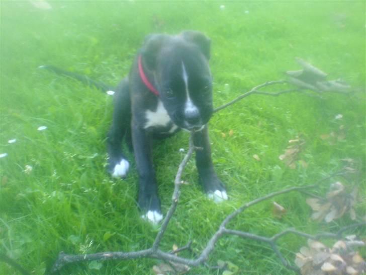 Boxer CHILLI billede 6