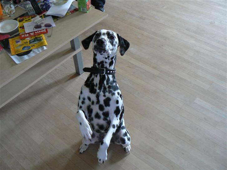 Dalmatiner Sara R.I.P. billede 8