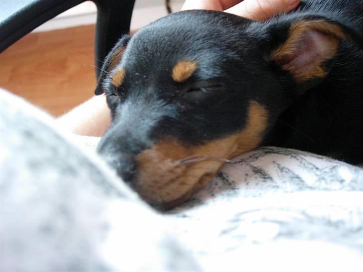Dvaergpinscher Maxi - 10 uger billede 1