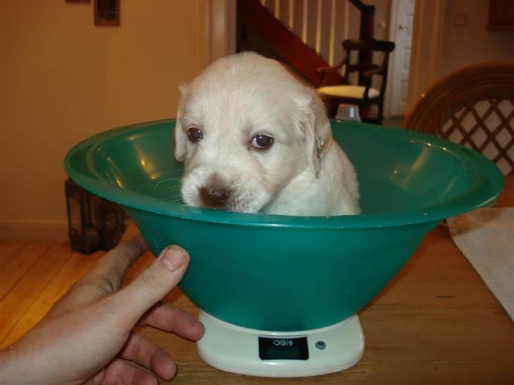 Golden retriever Bamse - Bamse bliver vejet, og vejer ca. 1500gr billede 1