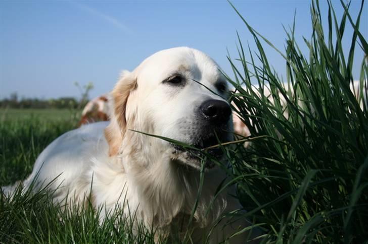Golden retriever Bamse - Har lige fået ormekur, bryder sig bestemt ikke om det. billede 2