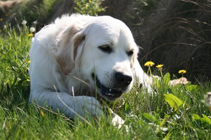 Golden retriever Bamse - Bamse blev udvalgt. billede 3