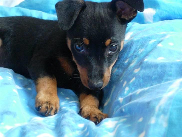 Dvaergpinscher Maxi - Her er jeg lige kommet hjem til mit nye hjem..... den 2 august 2007 (10 uger) billede 2