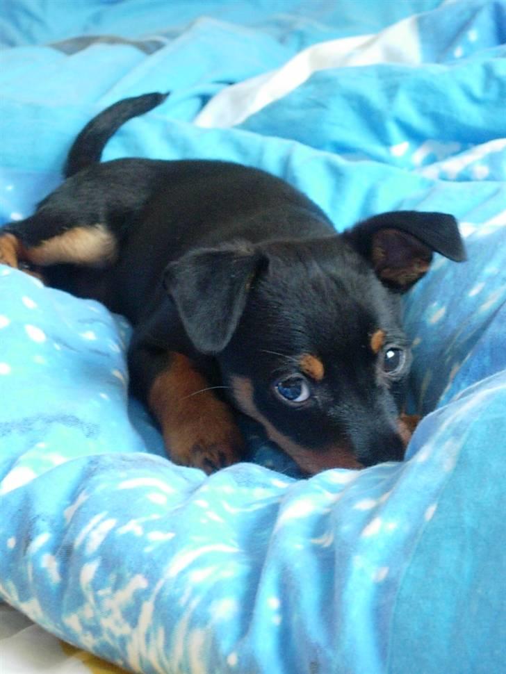 Dvaergpinscher Maxi - Den 2 august 2007 (10 uger) billede 3