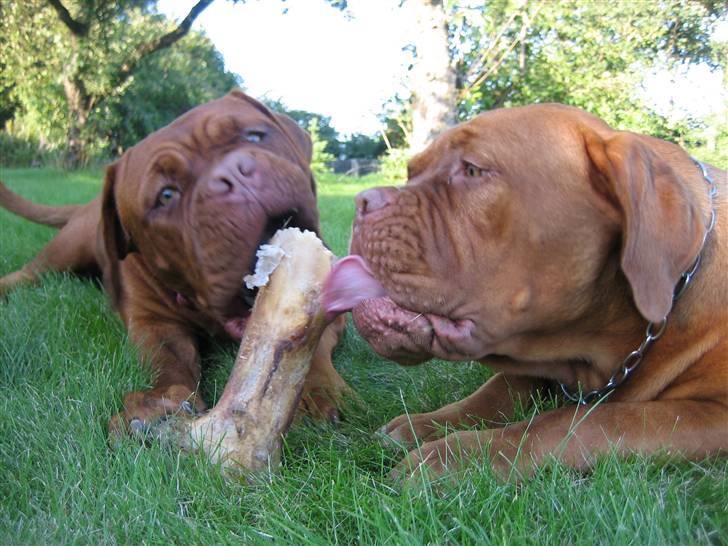 Dogue de bordeaux Calypso - Mums....mums.... billede 3
