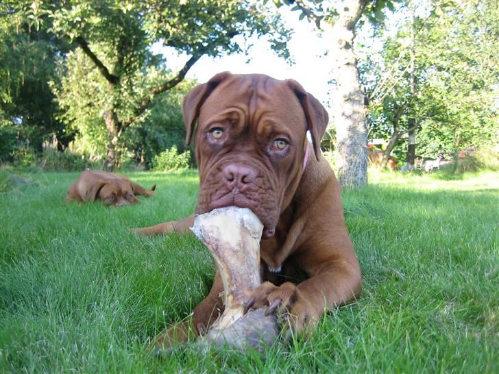 Dogue de bordeaux Clio - Nothing can come between me and my bone! billede 4