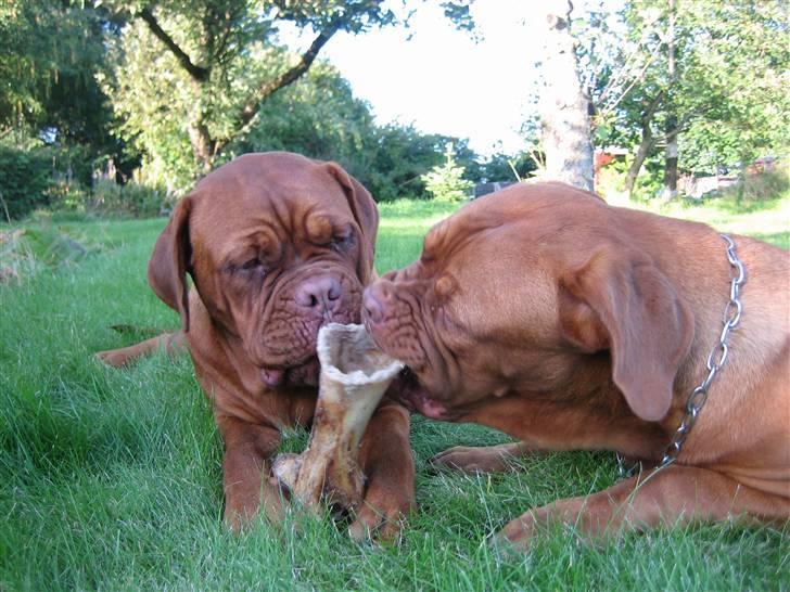 Dogue de bordeaux Clio - yummy yummy! billede 5