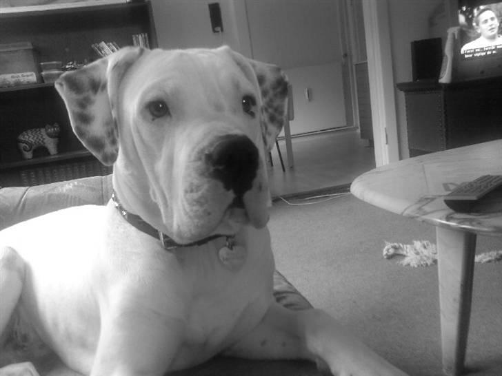 Amerikansk bulldog Ricco* fundet ny far :) billede 1