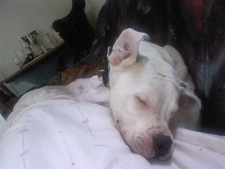 Amerikansk bulldog Ricco* fundet ny far :) billede 3