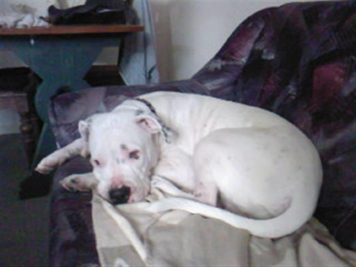 Amerikansk bulldog Ricco* fundet ny far :) billede 4