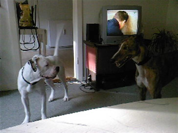 Amerikansk bulldog Ricco* fundet ny far :) billede 5