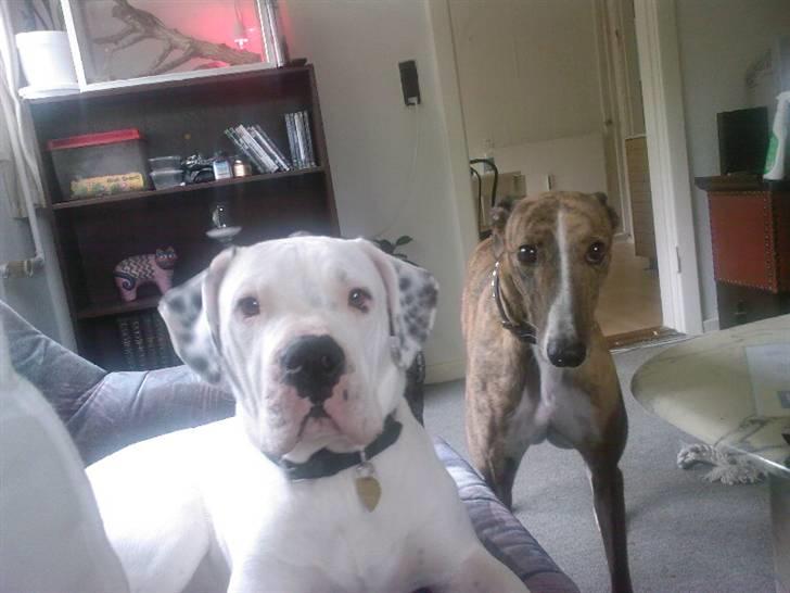 Amerikansk bulldog Ricco* fundet ny far :) billede 6