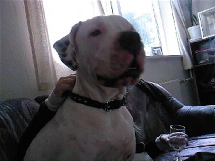 Amerikansk bulldog Ricco* fundet ny far :) billede 7