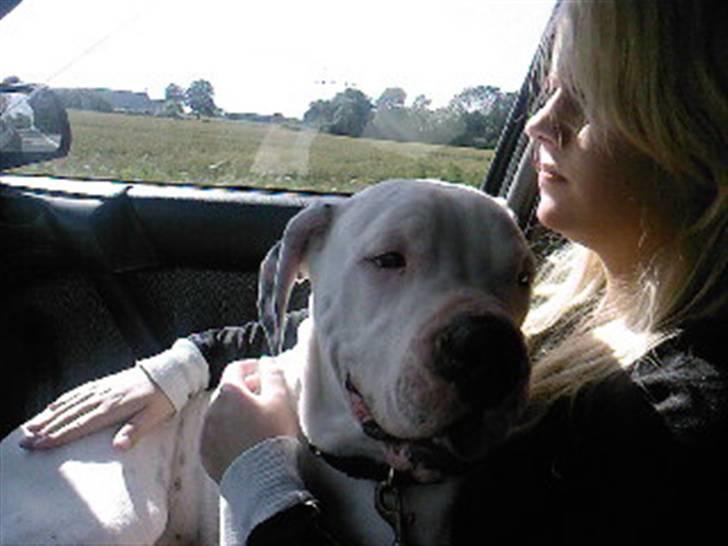 Amerikansk bulldog Ricco* fundet ny far :) billede 8