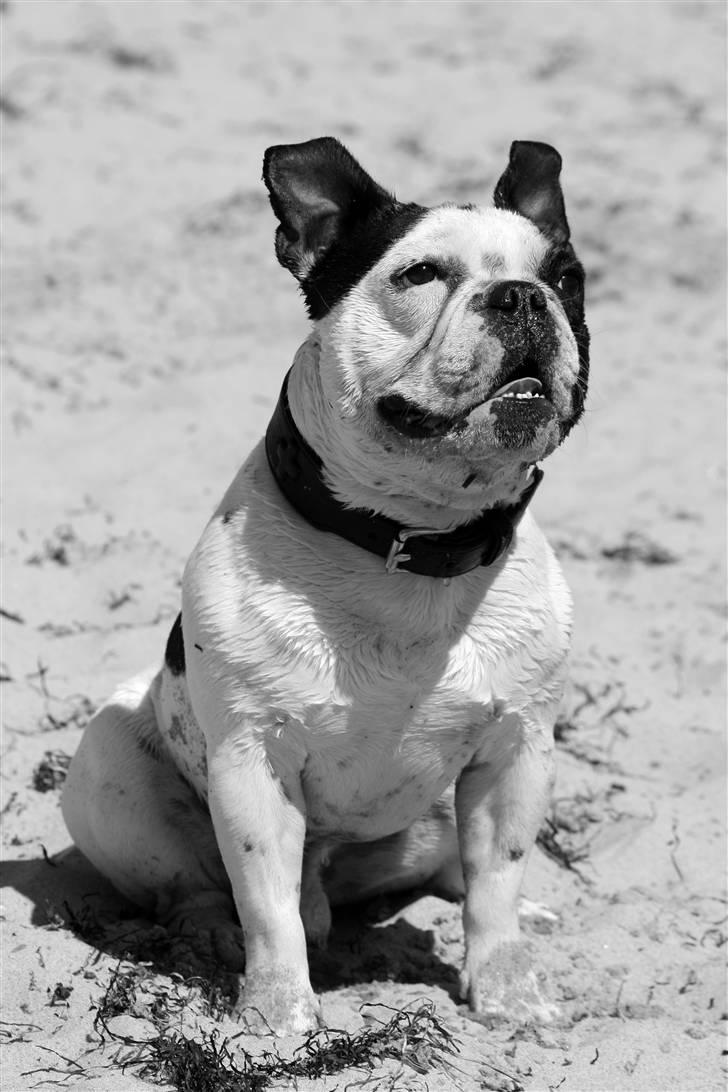 Fransk bulldog nicco - velkommen til min lille profil... jeg er nicco den Fransk bulldog..... billede 1