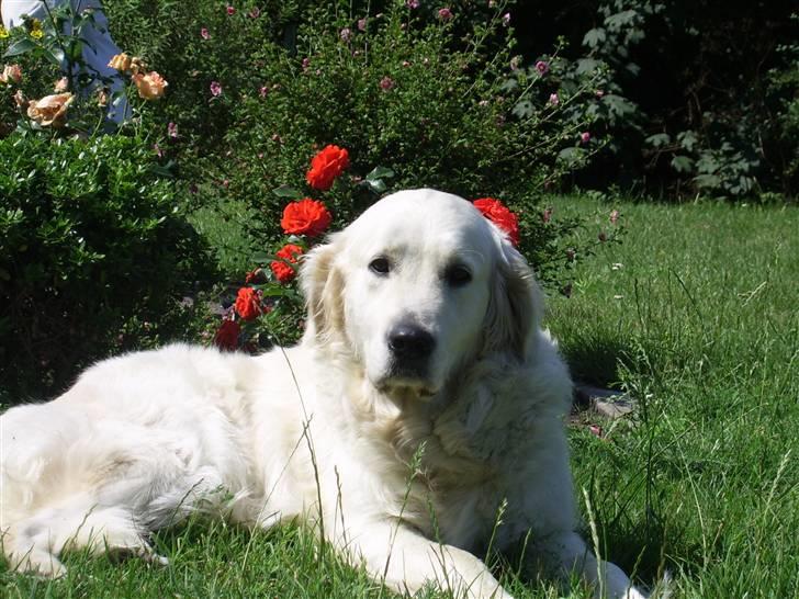 Golden retriever Mandy - Mandy <3 Roser er røde, violer er blå, jordbær er søde og du er ligeså. :)<3 billede 1