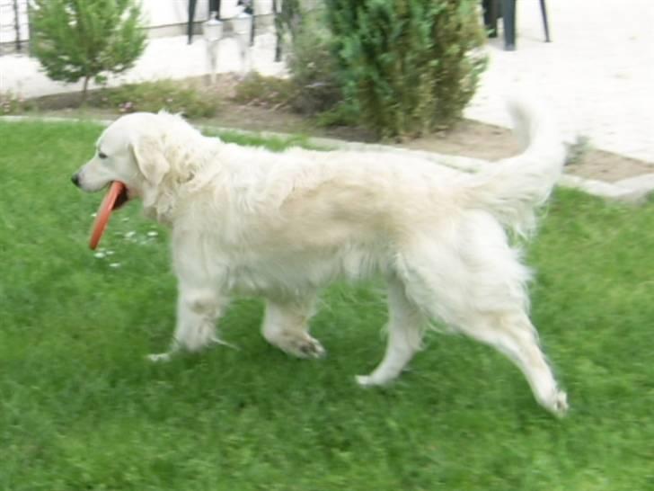 Golden retriever Mandy billede 14