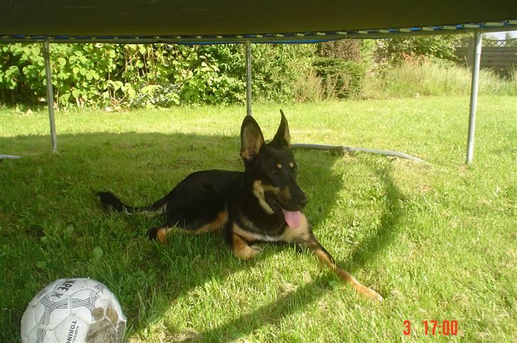 Blanding af racer Vaks Aflivet i 2009 - Dejligt at slappe af under trampolinen på en varm dag (:  billede 11