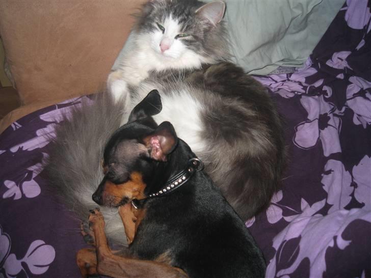 Prazsky krysarik Oskar Himmelhund <3 - Oskar og Missemus . billede 1