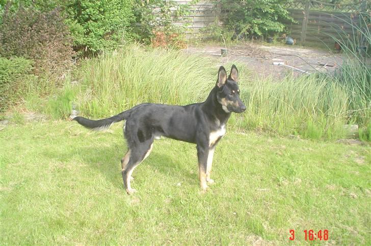 Blanding af racer Vaks Aflivet i 2009 - Jeg er såårh lækker (:  billede 12