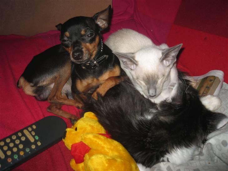 Prazsky krysarik Oskar Himmelhund <3 - <3 billede 2